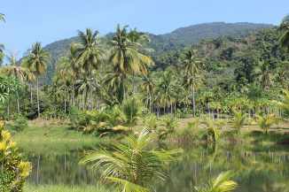 rain-forest-palm-trees-river-thailand